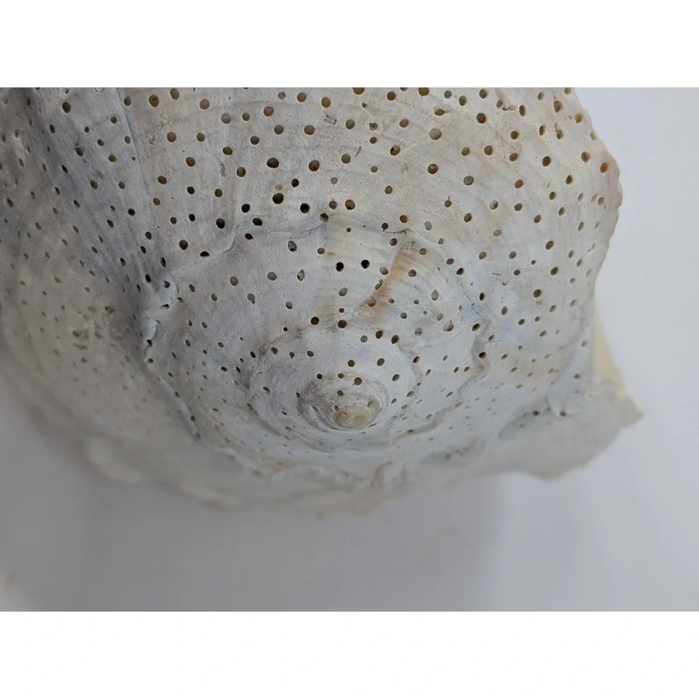 🏖️Large Vintage Helmet Shell Cassis Sea Shell Natural Ocean Beach Coastal Decor